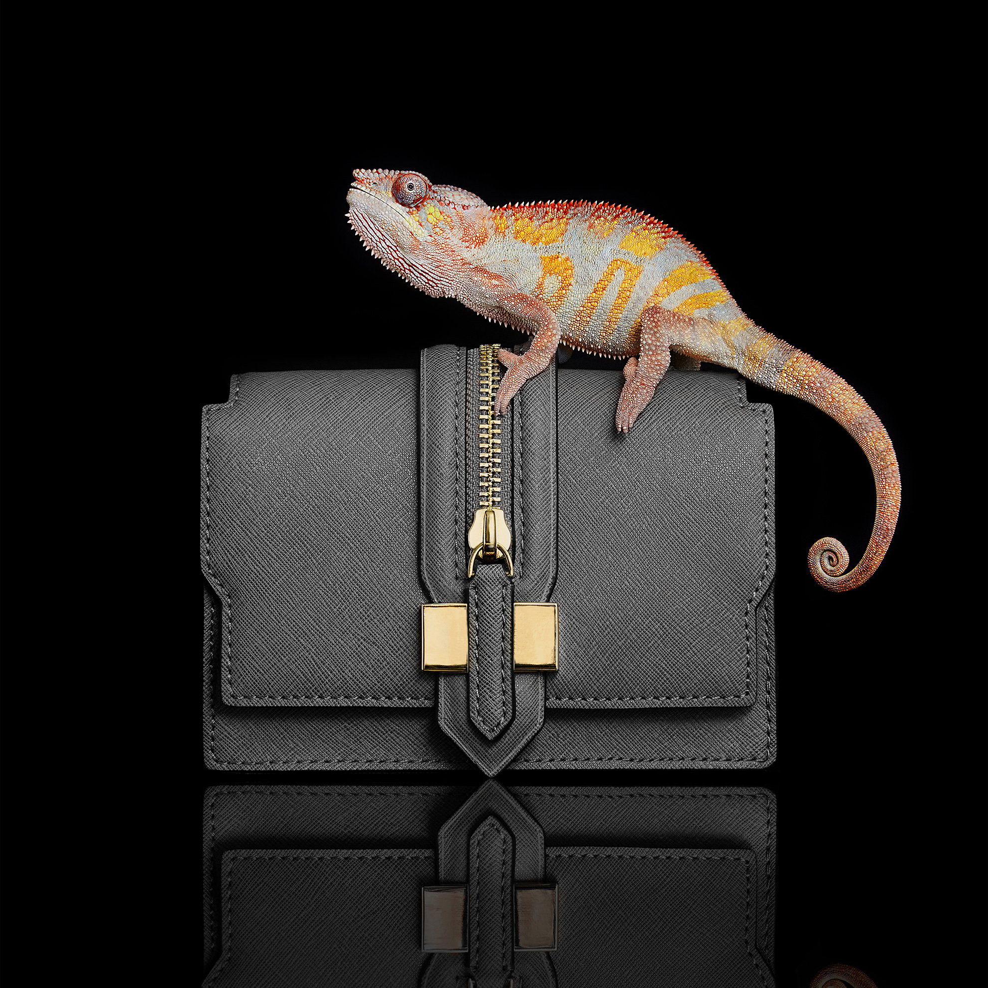 Chameleon Still Life